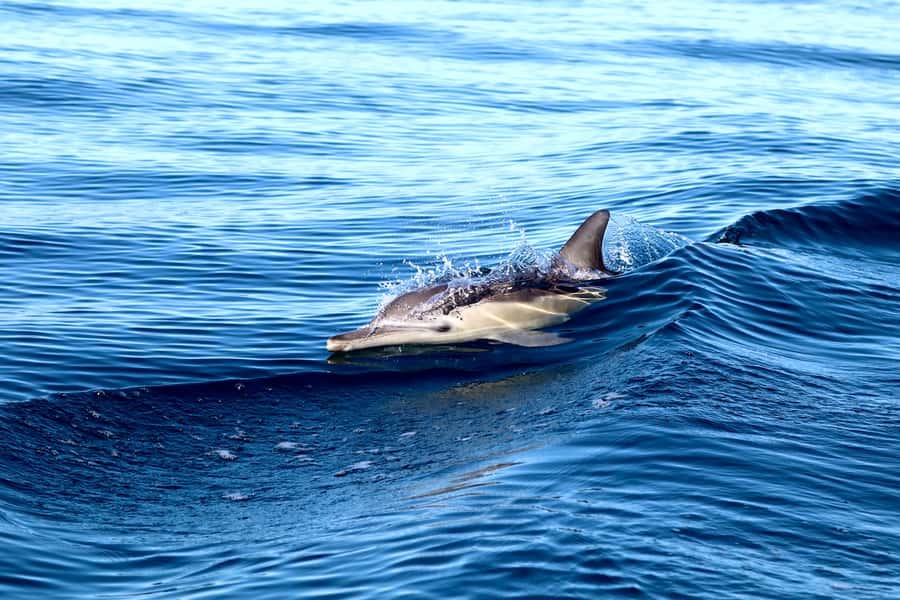 Newcastle: Small Group Humpback Whale Encounter Tour - The CoastXP Guides: Local Eyes Plus Coastline Stories