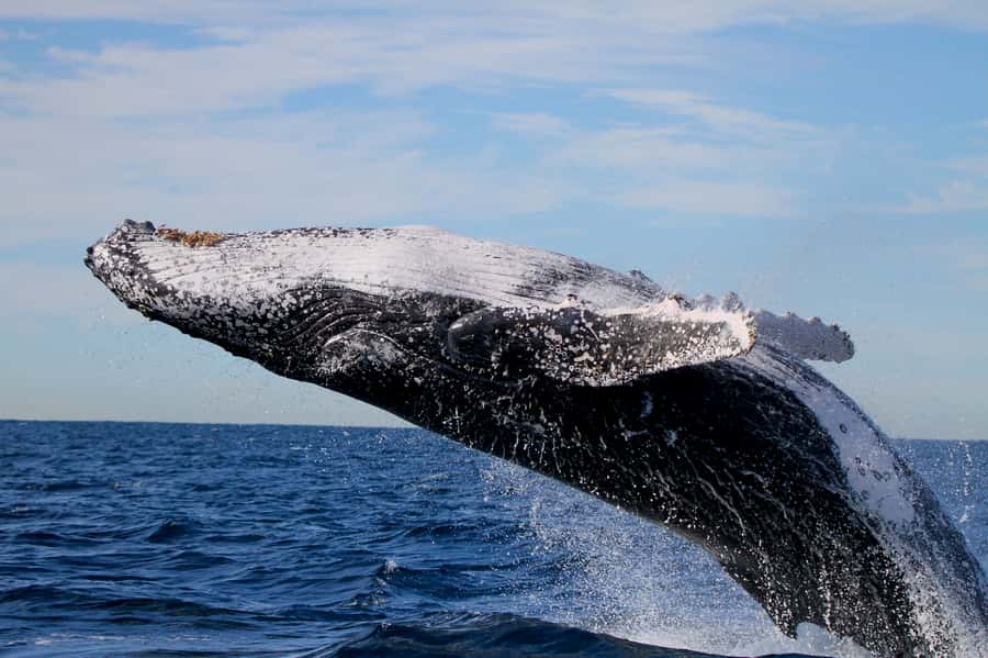 Newcastle: Small Group Humpback Whale Encounter Tour - Comfort and Safety Tips That Actually Help