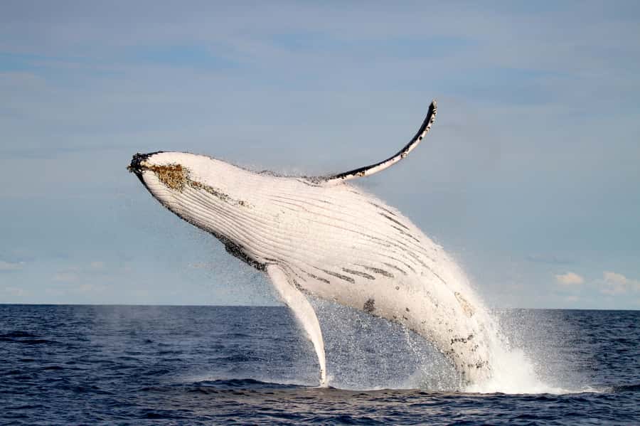 Newcastle: Small Group Humpback Whale Encounter Tour - Who This Tour Fits Best in Your Travel Plans