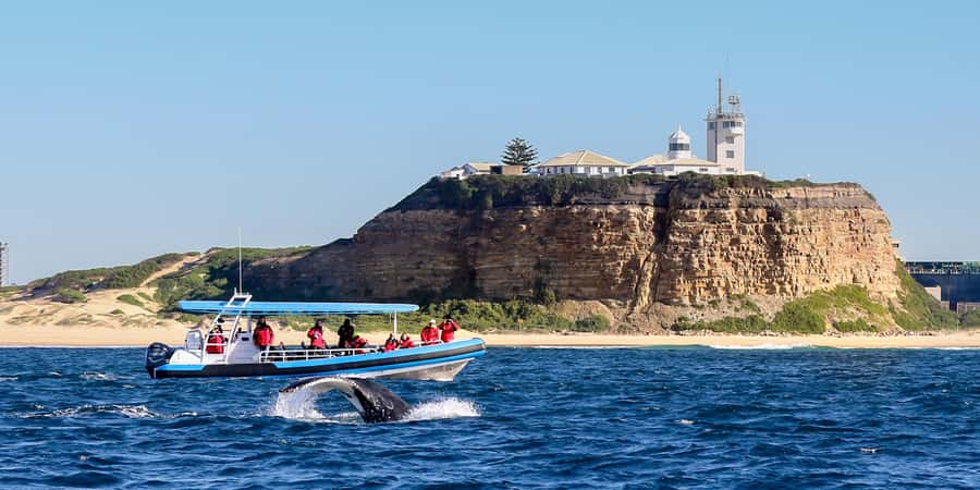 Newcastle: Small Group Humpback Whale Encounter Tour - 2 Hours Out on a Small, Eco-Tourism Boat (And Why Quiet Matters)