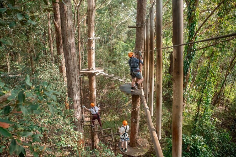 Newcastle: Tree Ropes Course Adventure - Getting Started in Blue Gum Hills, What Your First 30 Minutes Should Feel Like