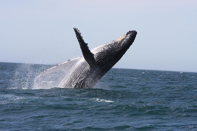 Newcastle Whale Watching Cruise - Key things I’d watch for on this Newcastle whale cruise