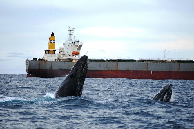 Newcastle Whale Watching Cruise - Price and value: what $60.97 really buys you