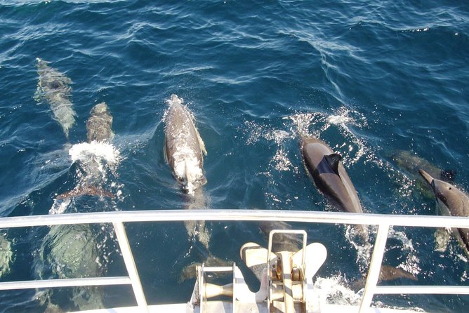 Newcastle Whale Watching Cruise - The 2.5 to 3 hour ocean voyage: how the spotting usually works