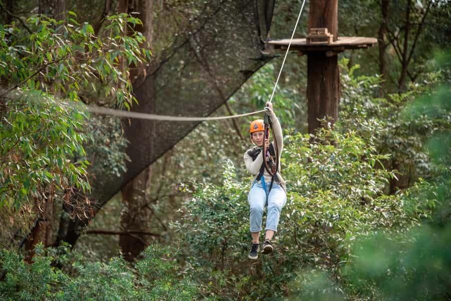 Ourimbah: Central Coast Treetops Adventure Tree Ropes Course - Key highlights worth planning for