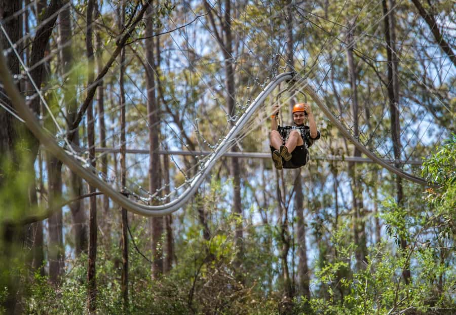 Ourimbah: Central Coast Zipcoaster - Finding Your Way In at Treetops Adventure Reception