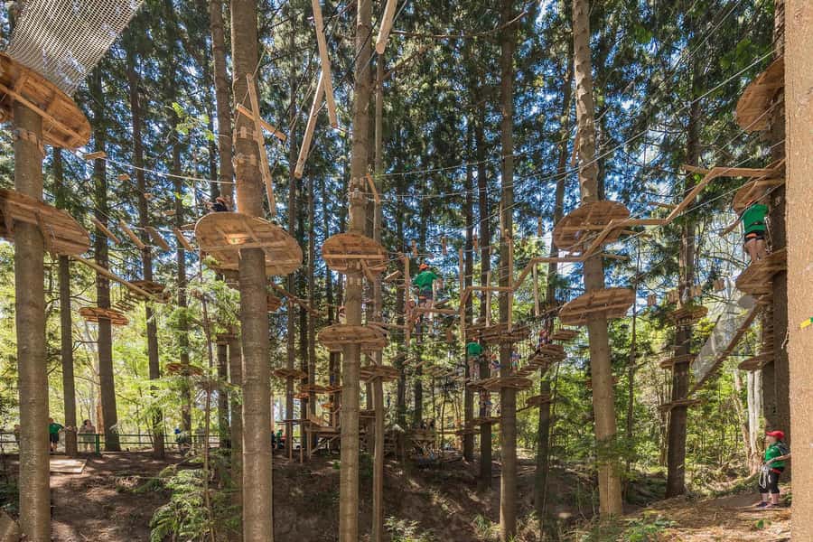 Pennant Hills: Tree Ropes Course Session - Key highlights to clock before you go