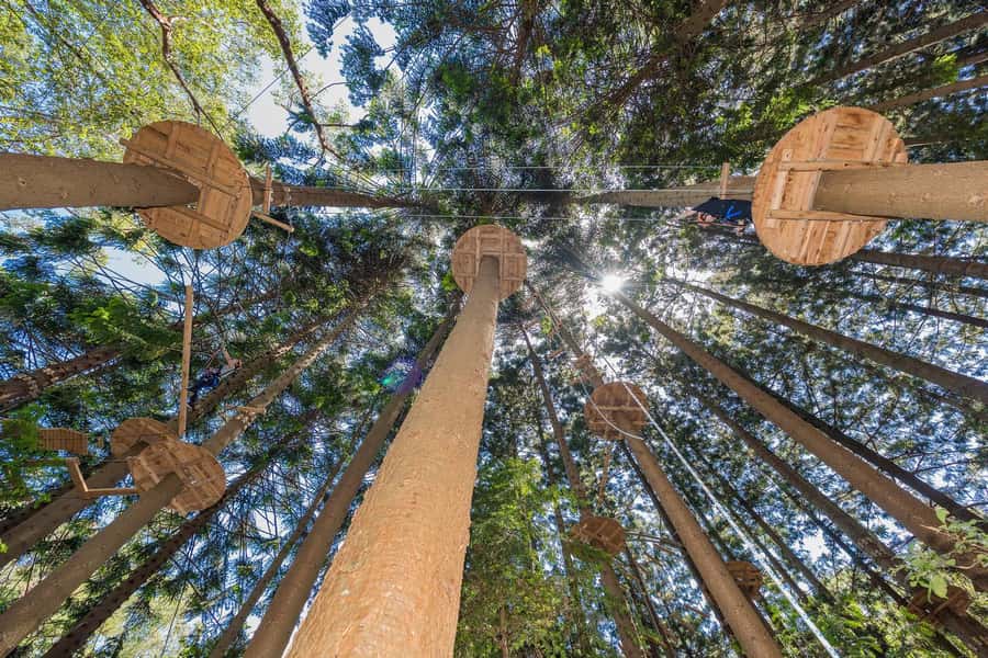 Pennant Hills: Tree Ropes Course Session - Pennant Hills tree ropes at Treetops Adventure, what you’re really buying