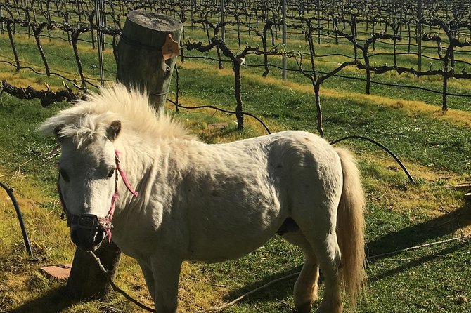Personalised wine tour experience in the beautiful NSW Southern Highlands - Where cafes and picnic breaks fit in