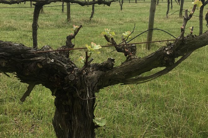 Personalised wine tour experience in the beautiful NSW Southern Highlands - Bradman Museum and International Cricket Hall of Fame, included