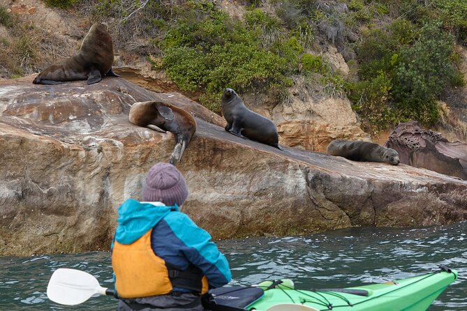 Pittwater Discovery Kayaking Tour - Coming back at an easy pace: your return paddle home