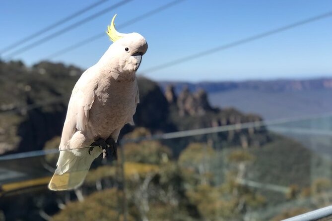 PJ Blue Mountains Supreme [Private Charter] - Sydney Zoo as your Australia warm-up (and a smart first stop)