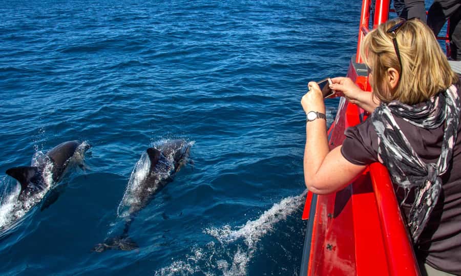 Port Stephens: 1hr Dolphin Watch Express - Key Things That Make This Express Cruise Worth It