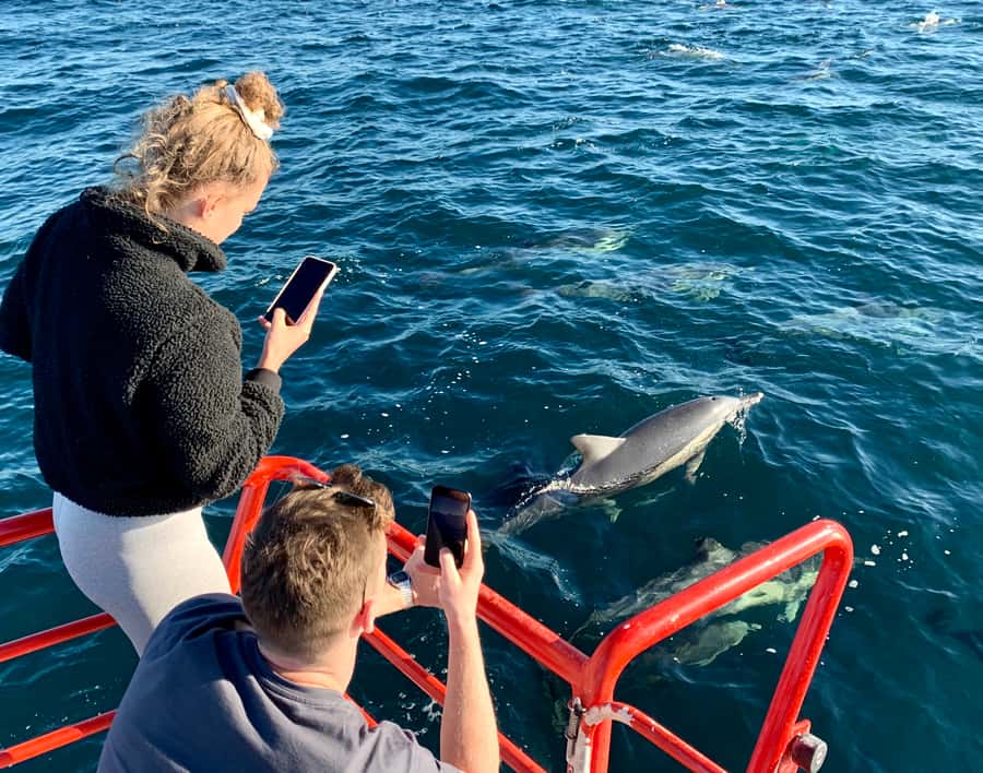 Port Stephens: 1hr Dolphin Watch Express - Getting to D’Albora Marinas: Find Dock C and the Red Boat
