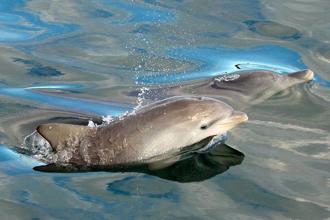 Port Stephens 3 Hour Whale and Dolphin Watch Cruise - Key things that make this cruise work