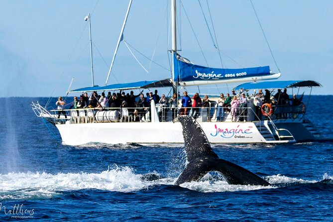 Port Stephens 3 Hour Whale and Dolphin Watch Cruise - How the ride on a sailing catamaran changes your viewing game