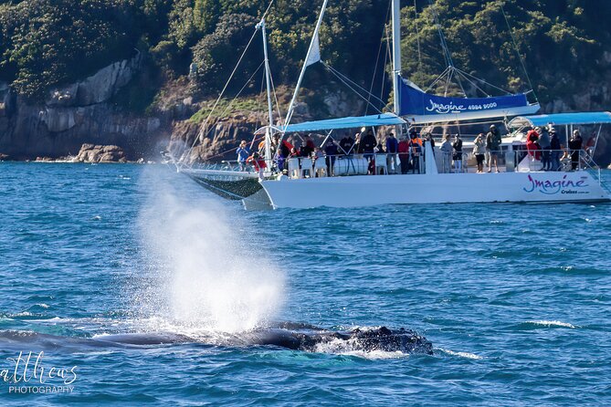 Port Stephens 3 Hour Whale and Dolphin Watch Cruise - What you get for the $62.04 price, and what to plan for