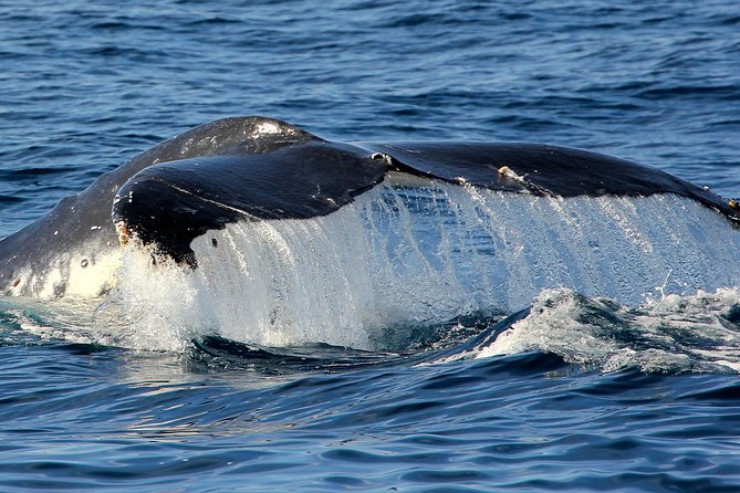 Port Stephens 3 Hour Whale and Dolphin Watch Cruise - Who this Port Stephens cruise suits best