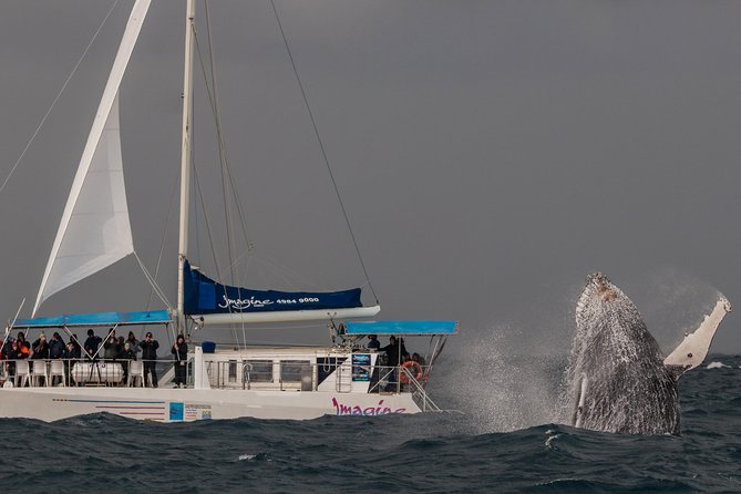 Port Stephens 3 Hour Whale and Dolphin Watch Cruise - Should you book this Port Stephens whale watch?