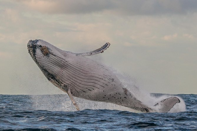Port Stephens 3 Hour Whale and Dolphin Watch Cruise - The wildlife you’re hunting, and why the open ocean matters
