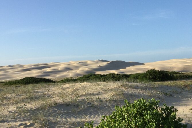 Port Stephens, Beach and Sand Dune 4WD Tag-Along Tour - Wildlife spotting also includes whales, when conditions align