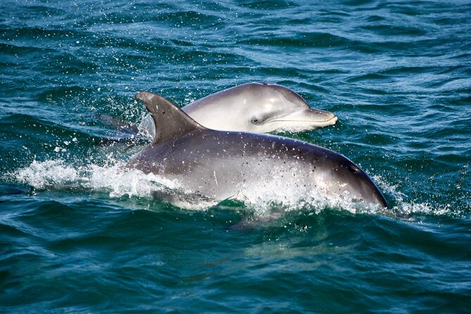 Port Stephens: Dolphin Discovery Cruise - The 1.5-hour Port Stephens cruise: your dolphin-watching plan
