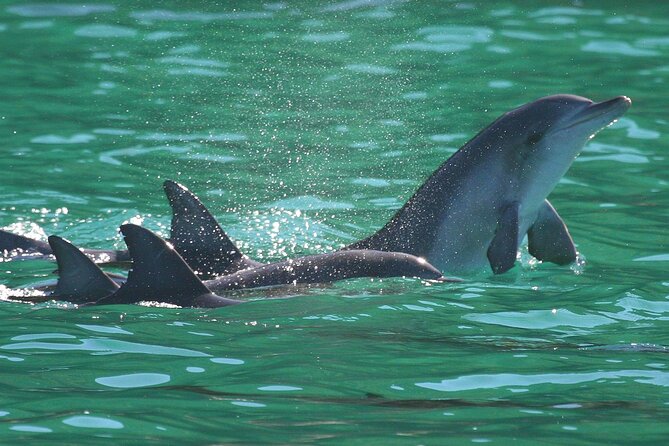 Port Stephens: Dolphin Discovery Cruise - The marine talk: dolphins are the star, but you learn how they fit in