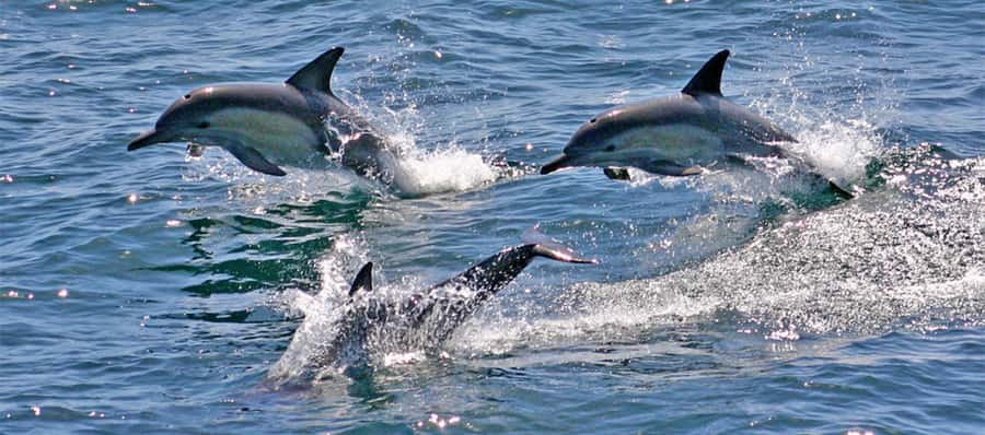 Port Stephens: Dolphin, Lunch, Koalas&Sandboarding -Mandarin - Key Highlights