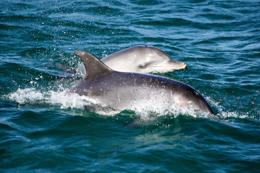 Port Stephens: Dolphin, Lunch, Koalas&Sandboarding -Mandarin - Coach ride details and pacing: why the schedule feels full
