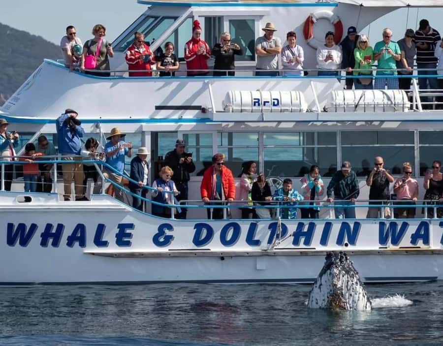 Port Stephens, from Newcastle: Whales, hike & sand dunes! - Should you book the Port Stephens whales, hike and sand dunes day trip?