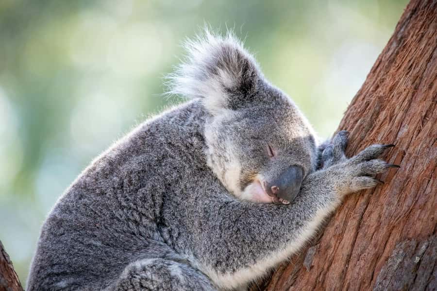 Port Stephens: Koala Sanctuary General Admission Ticket - Key highlights you should not miss