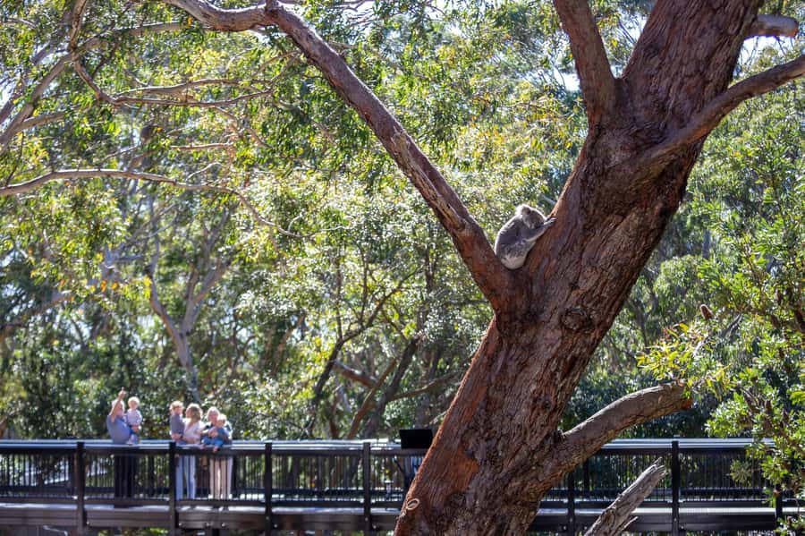 Port Stephens: Koala Sanctuary General Admission Ticket - Price and how much time this really takes