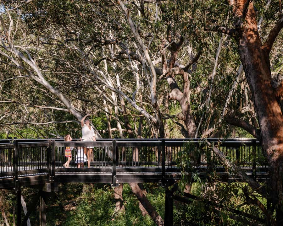 Port Stephens: Koala Sanctuary General Admission Ticket - Wildlife you might spot beyond koalas