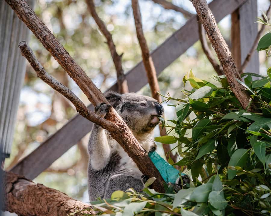 Port Stephens: Koala Sanctuary General Admission Ticket - Sanctuary Story Walk: the 250m koala habitat lesson path