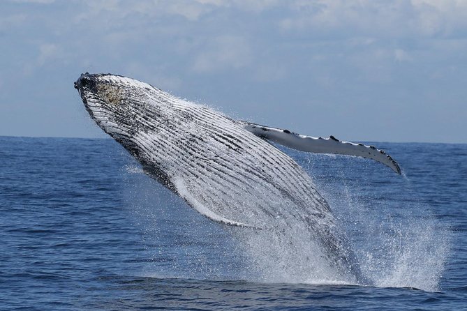 Port Stephens: Whale Watching Cruise - Key things to know before you go