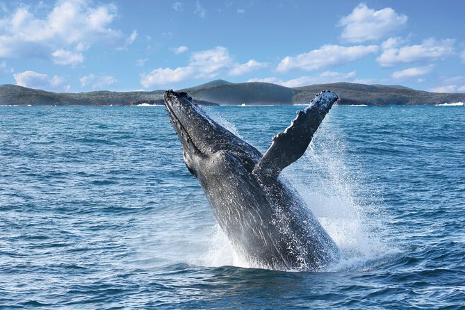 Port Stephens: Whale Watching Cruise - Hinchinbrook Explorer vs MV Spirit, You Are Really Choosing the Boat Style