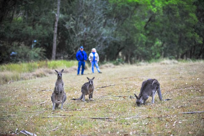 Private Blue Mountains and Winery Day-Trip from Sydney - Megalong Valley timing for a calmer lunch and cool-climate winery tasting