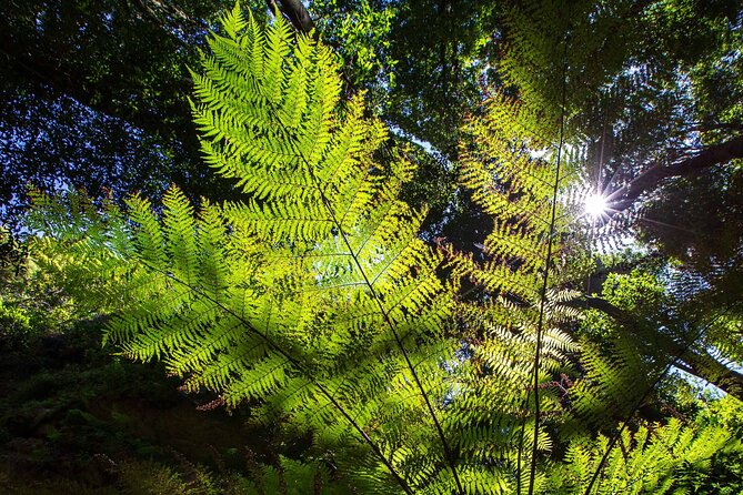 Private Blue Mountains Escape The Crowds Mercedes Tour - Leura or Katoomba Lunch, Plus Small-Town Atmosphere