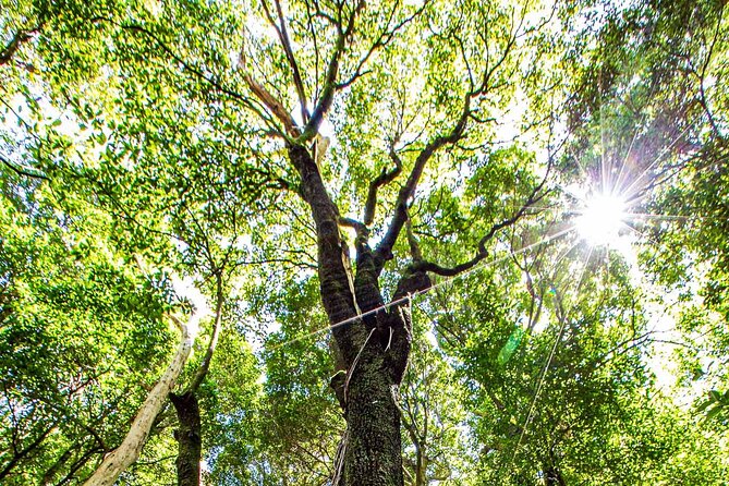 Private Blue Mountains Escape The Crowds Mercedes Tour - Scenic World and Govetts Leap: Optional, So Choose Your Style