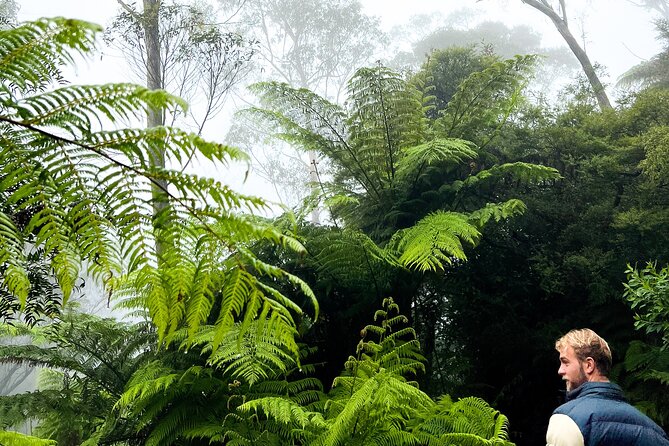 Private Blue Mountains Tour | Waterfalls, Koalas & Views - Price and value: what $412.41 per person really buys