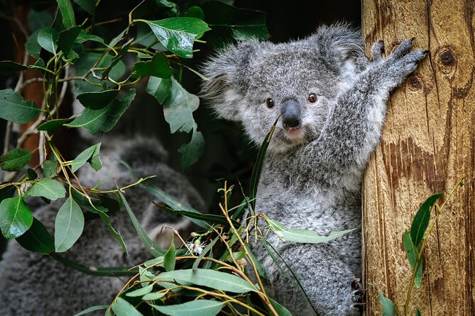 Private Blue Mountains Tour | Waterfalls, Koalas & Views - Featherdale Wildlife Park, koalas and kangaroos first (if you want that)