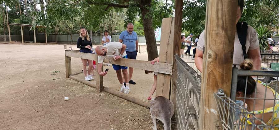 Private BlueMountains, ScenicWorld & AustralianWildlife Tour - Key Things You Should Know Before You Go