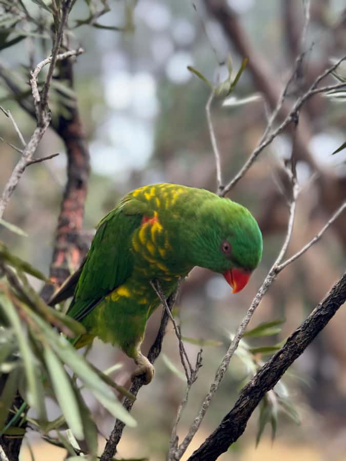 Private BlueMountains, ScenicWorld & AustralianWildlife Tour - Time, Pace, and Why Private Touring Feels Less Exhausting