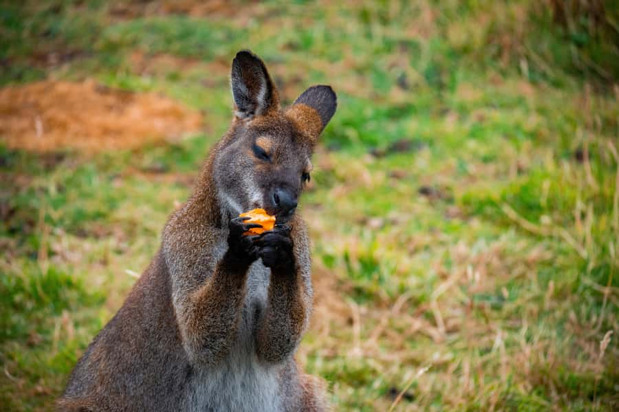 Private BlueMountains, ScenicWorld & AustralianWildlife Tour - A Private Blue Mountains Day That Starts With Preferred Pickup