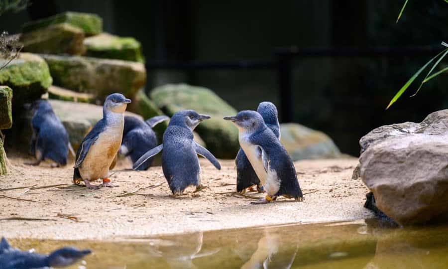 Private BlueMountains, ScenicWorld & AustralianWildlife Tour - Echo Point and the Three Sisters: The Story You Remember
