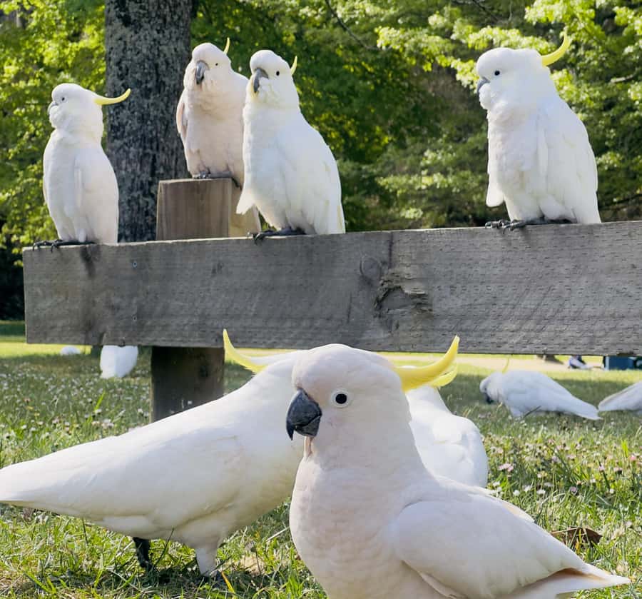 Private BlueMountains, ScenicWorld & AustralianWildlife Tour - Sublime Point Lookout and Bird Music Moments