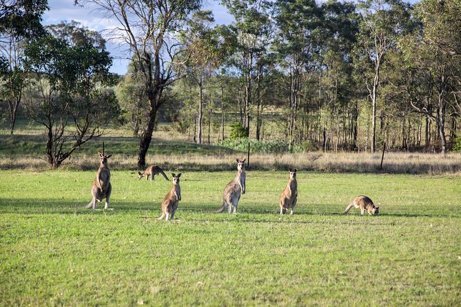 Private full-day wine tour in the Hunter Valley - Transportation, comfort, and pacing details that actually matter