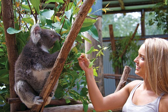 Private Guided Tour: Blue Mountains Tour from Sydney - Why a private Blue Mountains SUV day feels different