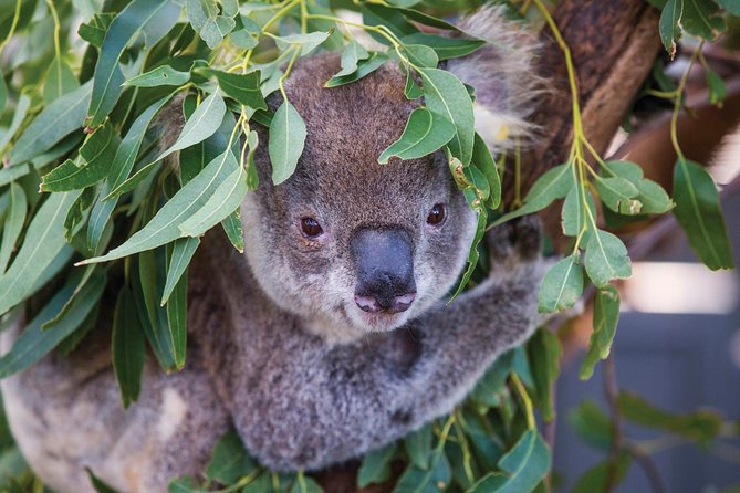 Private Guided Tour: Blue Mountains Tour from Sydney - Featherdale Wildlife Park for koalas and kangaroos
