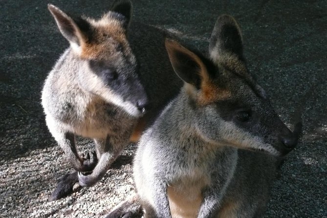 Private Guided Tour from Sydney to Blue Mountains National Park - A private day trip that feels like a customized drive